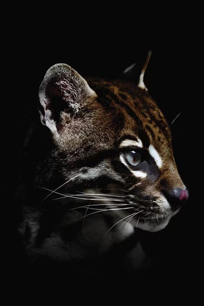 Dark Ocelot