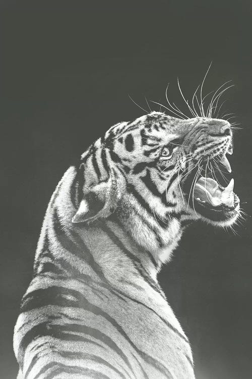 Grey Tiger