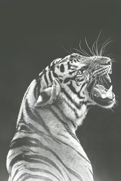 Tigers: Grey Tiger by Wouter Rikken