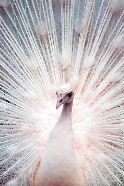 Peacocks: Peacock by Wouter Rikken