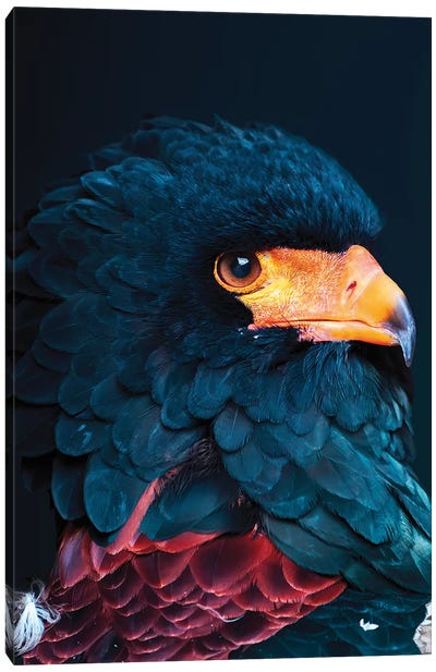 Bateleur Eagle Canvas Art Print - Monochromatic Photography