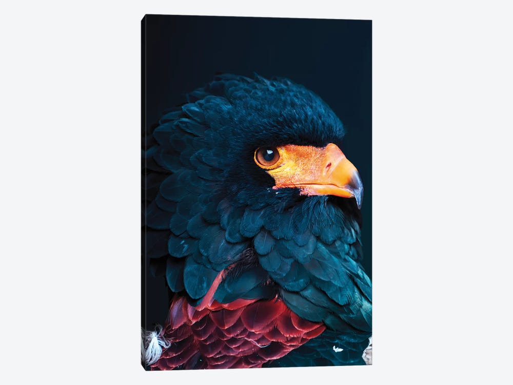 Bateleur Eagle by Wouter Rikken 1-piece Canvas Print