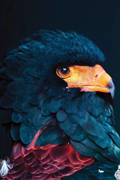 Monochromatic Photography: Bateleur Eagle by Wouter Rikken