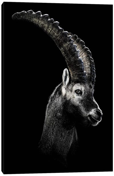 Dark Capricorn Canvas Art Print - Antelopes