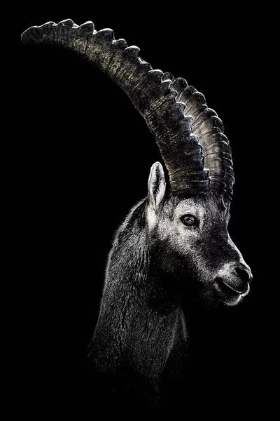 Antelopes: Dark Capricorn by Wouter Rikken