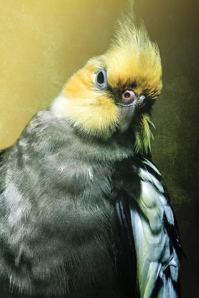Wouter Rikken: Cockatiel by Wouter Rikken