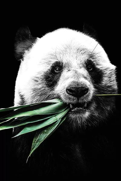 Wouter Rikken: Dark Panda II by Wouter Rikken
