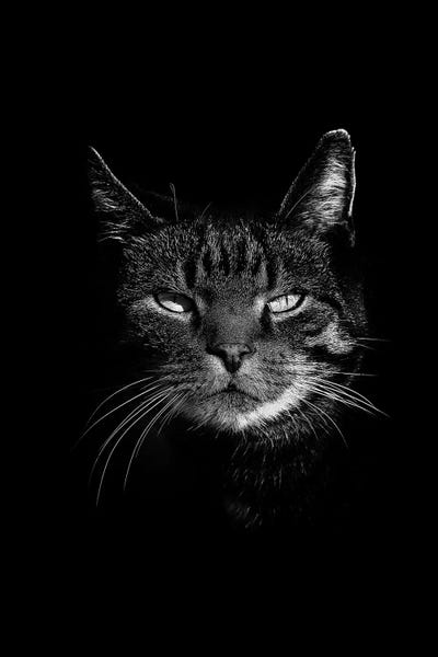 Wouter Rikken: Dark Cat by Wouter Rikken
