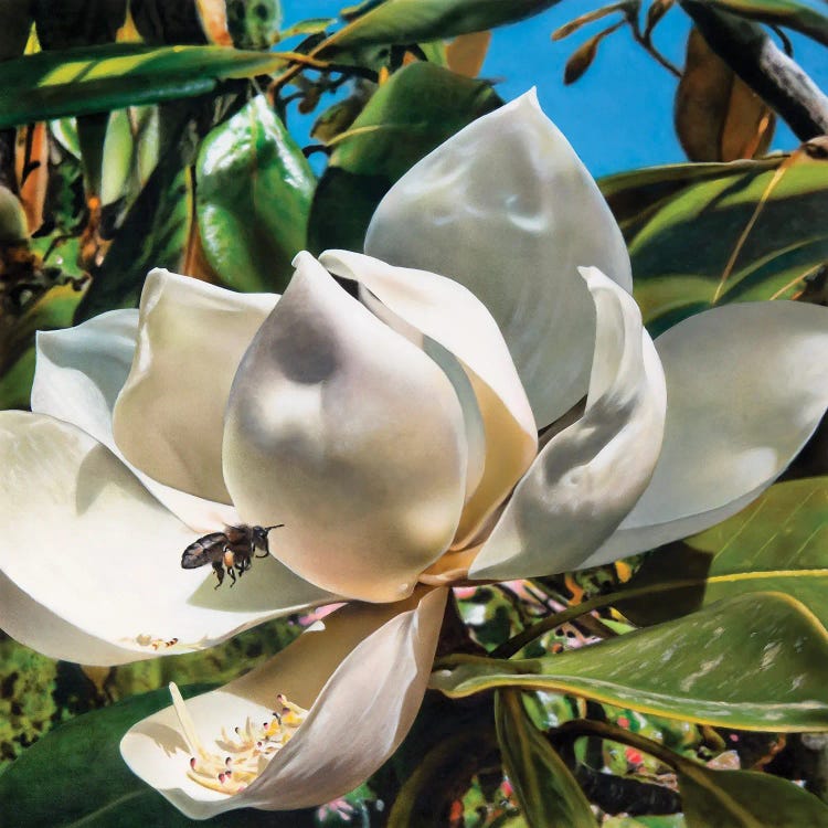 Magnolia