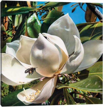 Magnolia Canvas Art Print - Hyperrealism Paintings