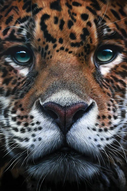 Panthera Onca