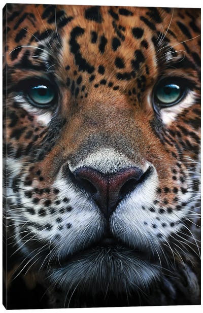Panthera Onca Canvas Art Print - Jaguar Art