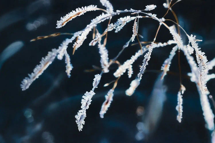 Frosty Grass