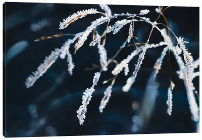 Frosty Grass Canvas Art Print - Hyperrealism Paintings