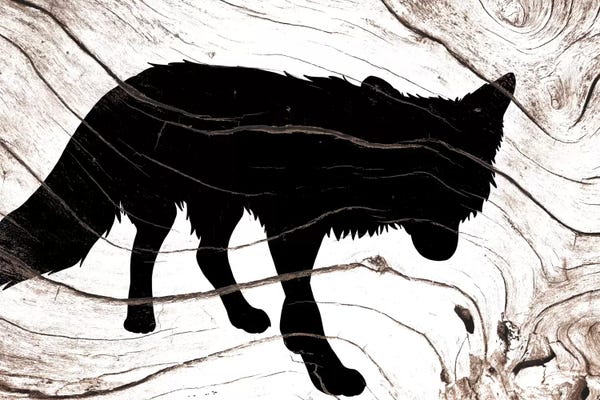 The Forest Is Dark At Night