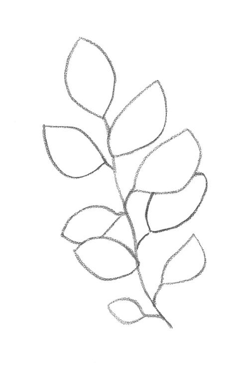 Botanical Minimal Line Art