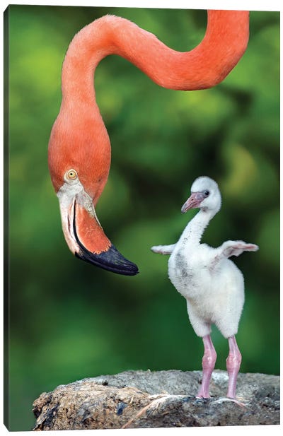 Flamingo With Chick Canvas Art Print