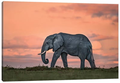 Elephant At Dusk Canvas Art Print