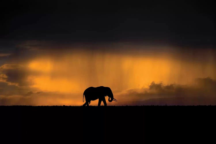 Elephant In A Rain Storm At Sunset