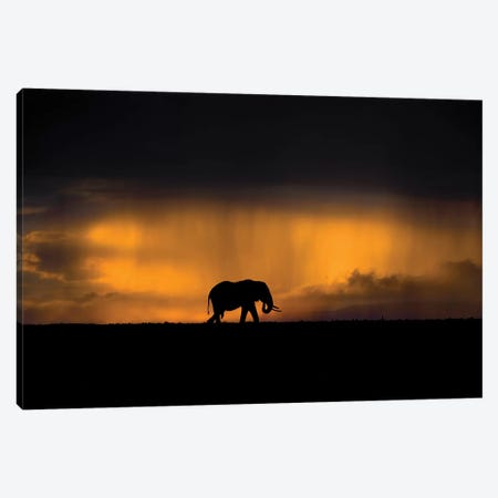 Elephant In A Rain Storm At Sunset Canvas Print #XOR16} by Xavier Ortega Canvas Art