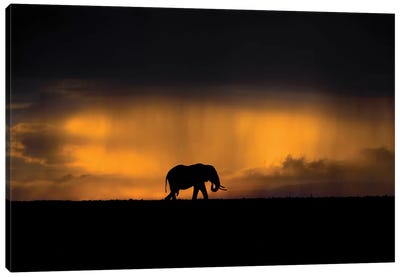 Elephant In A Rain Storm At Sunset Canvas Art Print