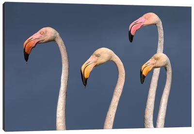 Flamingos Close Up Canvas Art Print