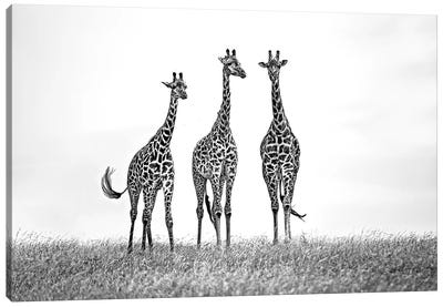 Giraffes In The Mara Plains Canvas Art Print