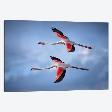 Greater Flamingos Canvas Print #XOR19} by Xavier Ortega Art Print