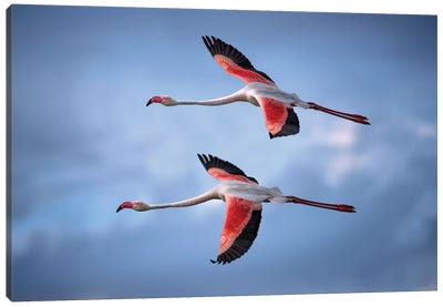 Greater Flamingos Canvas Art Print