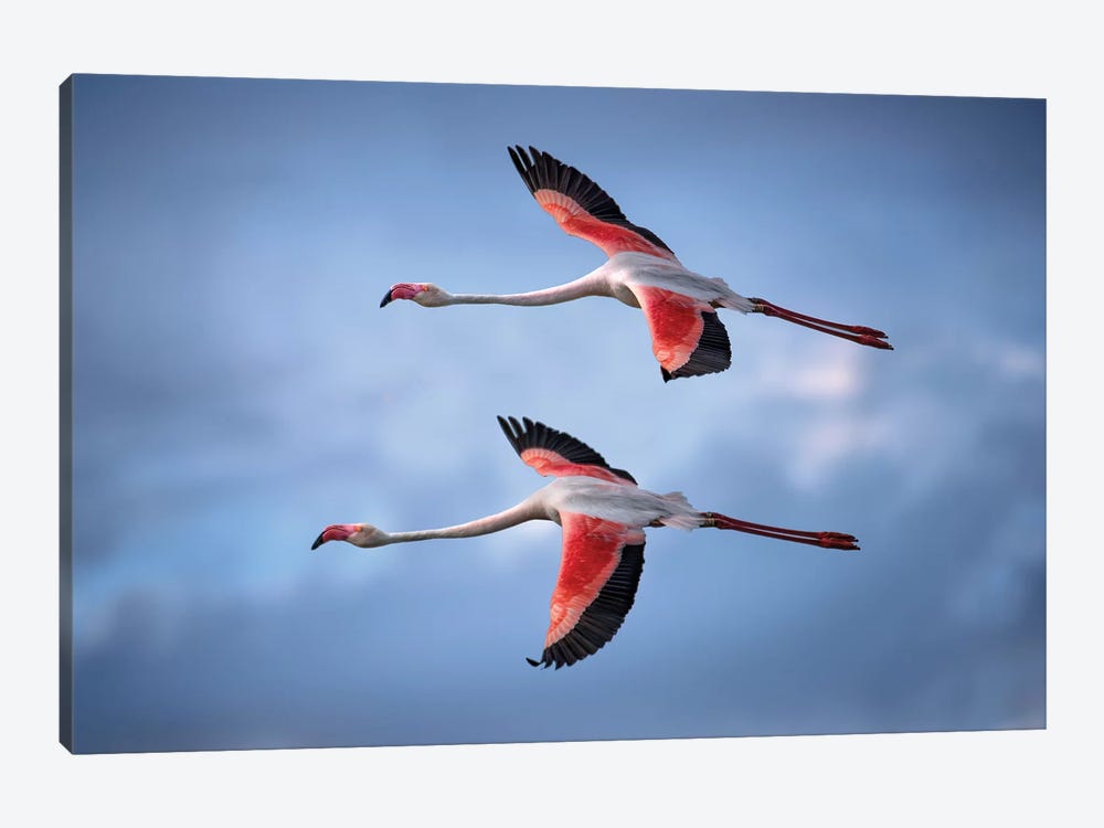 Greater Flamingos by Xavier Ortega 1-piece Canvas Artwork