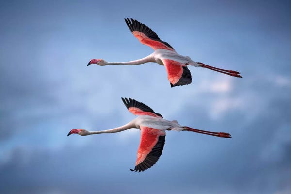 Xavier Ortega: Greater Flamingos by Xavier Ortega