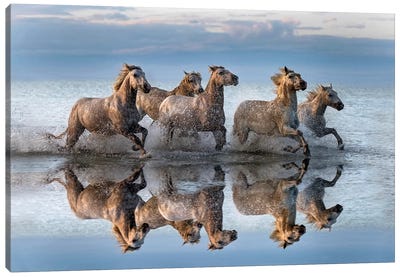 Horses And Reflection Canvas Art Print