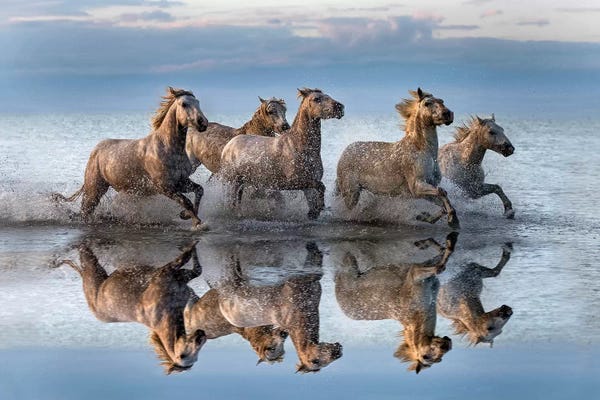 Xavier Ortega: Horses And Reflection by Xavier Ortega