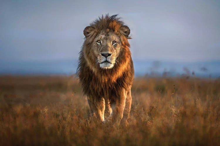 Lion Close Up