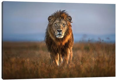 Lion Close Up Canvas Art Print