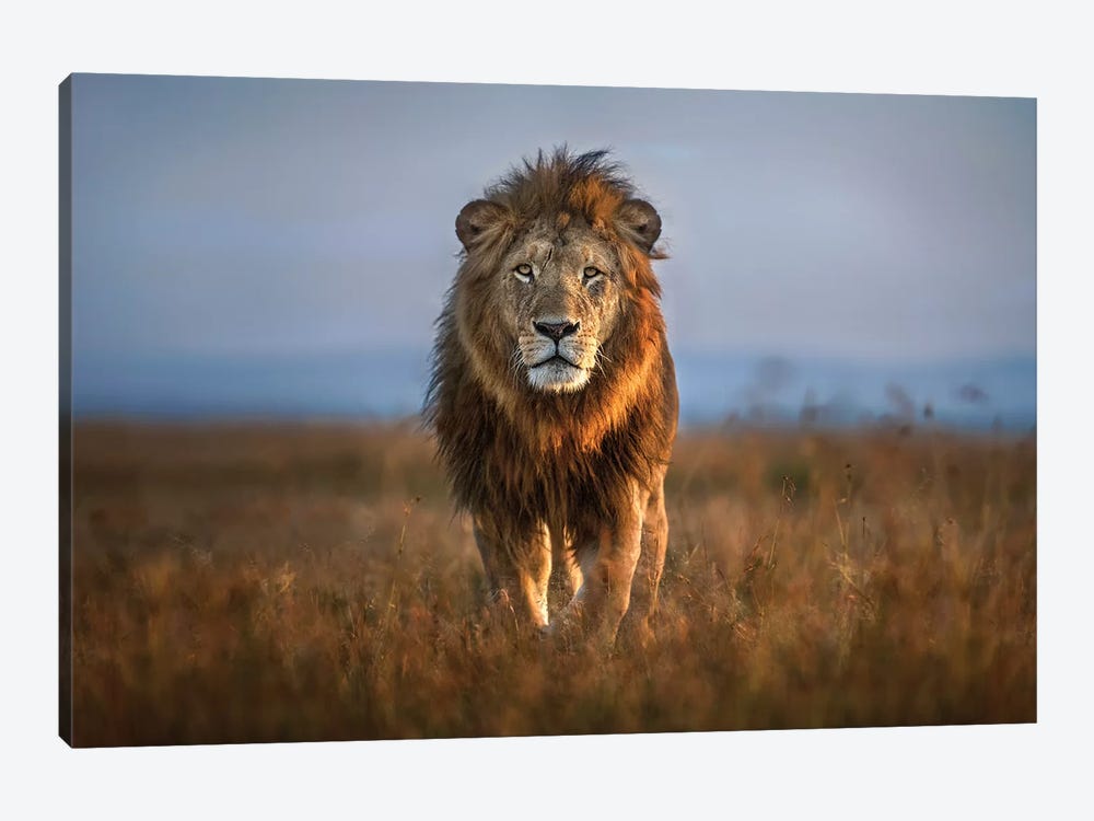 Lion Close Up by Xavier Ortega 1-piece Art Print