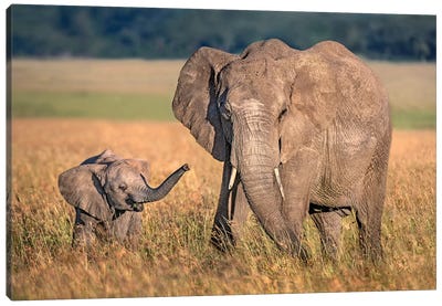 Mom Elephant With Calf Canvas Art Print