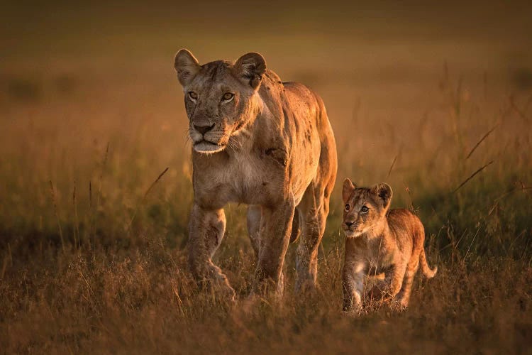 Mom Lioness With Cub