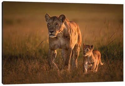 Mom Lioness With Cub Canvas Art Print