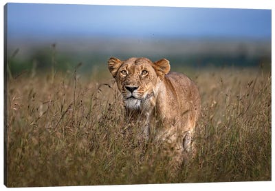 On The Prowl Canvas Art Print