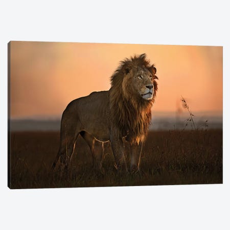 The King In The Morning Light Canvas Print #XOR29} by Xavier Ortega Canvas Wall Art