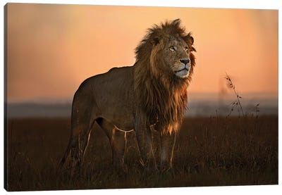 The King In The Morning Light Canvas Art Print - Lion Art