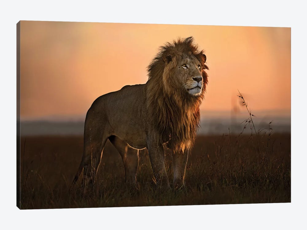 The King In The Morning Light by Xavier Ortega 1-piece Canvas Print