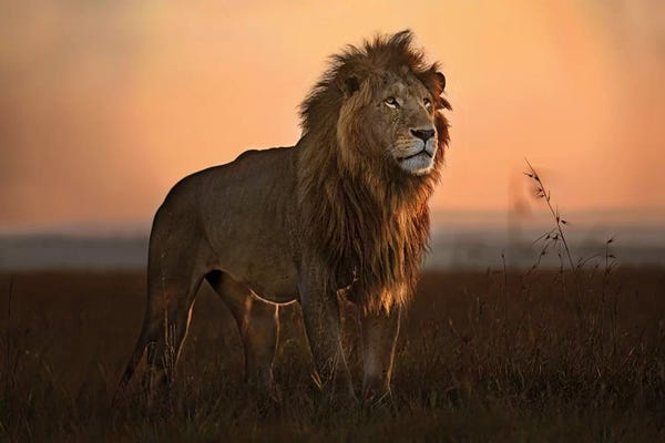 Animal Lover: The King In The Morning Light by Xavier Ortega