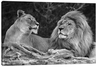 Love Canvas Art Print - Lion Art