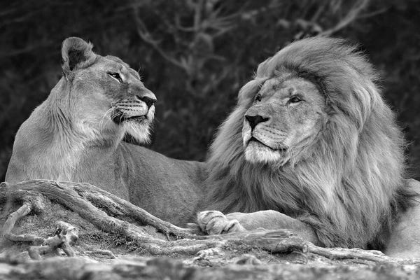 Wild Cats: Love by Xavier Ortega