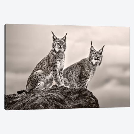 Two Lynx On Rock Canvas Print #XOR30} by Xavier Ortega Art Print