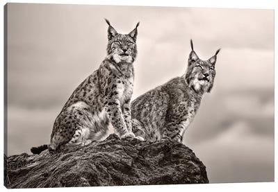 Two Lynx On Rock Canvas Art Print