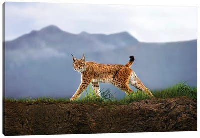 Walking Lynx Canvas Art Print