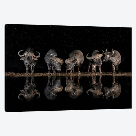 Buffaloes In The Waterhole At Night Canvas Print #XOR32} by Xavier Ortega Art Print